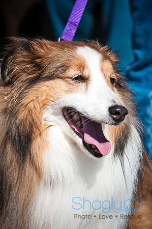 Richardson Pet Day-0285