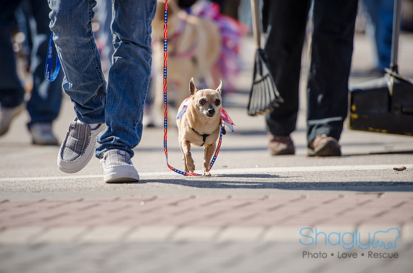 Krewe of Barkus 2012-260