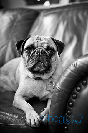 DFW Pug Rescue-136