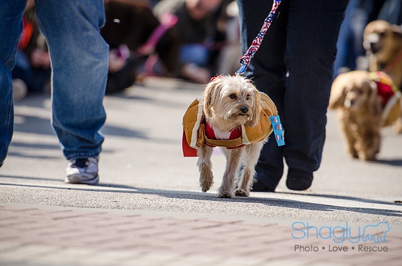 Krewe of Barkus 2012-214