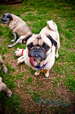 DFW Pug Rescue-110