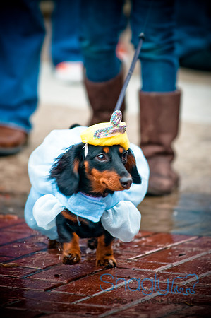 Krewe of Barkus-54