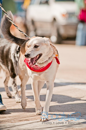 Krewe of Barkus 2011-56
