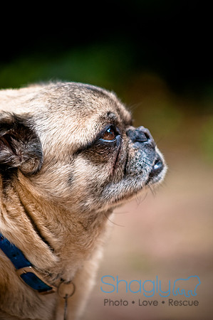 DFW Pug Rescue-52