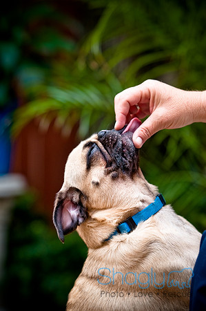DFW Pug Rescue-56