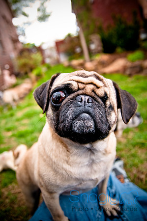 DFW Pug Rescue-120