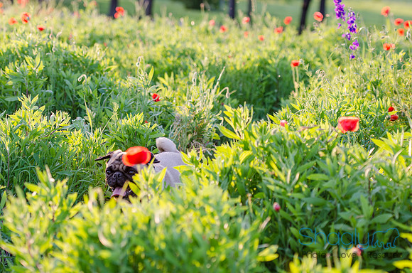 Bluebonnets Pug and Bulldog-36
