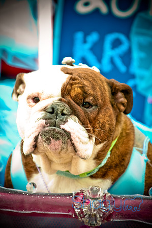 Krewe of Barkus-84