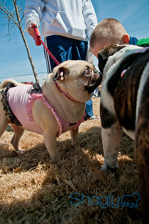 Krewe of Barkus 2011-6