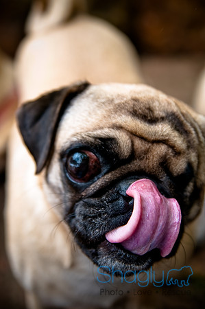 DFW Pug Rescue-36