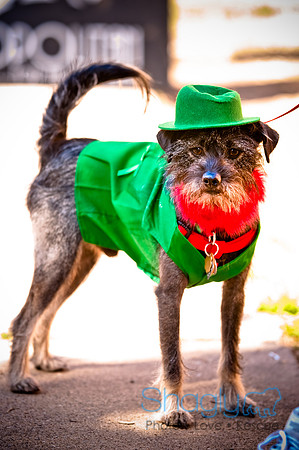 ShamRockn Roll Pet Parade-11