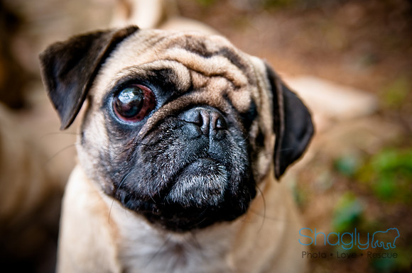 DFW Pug Rescue-40