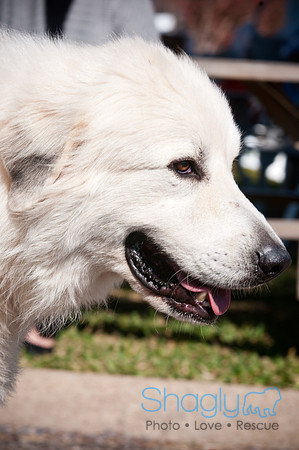 Richardson Pet Day-0308