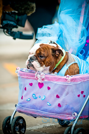 Krewe of Barkus-51