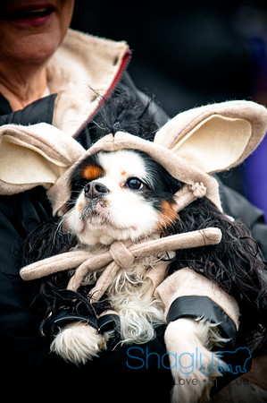 Krewe of Barkus-96