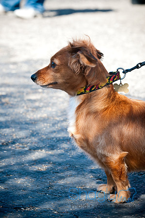 Richardson Pet Day-0184