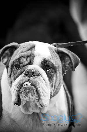 Krewe of Barkus-86
