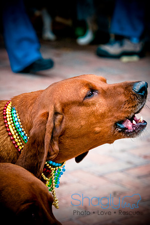 Krewe of Barkus-15