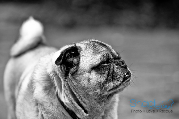 DFW Pug Rescue-50