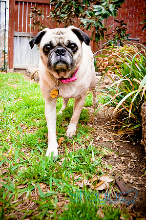 DFW Pug Rescue-22