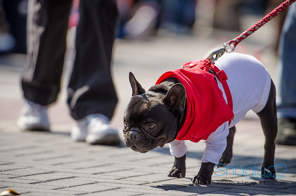 Krewe of Barkus 2012-258