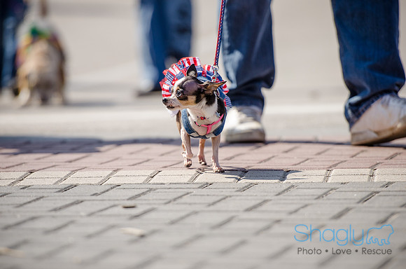 Krewe of Barkus 2012-265