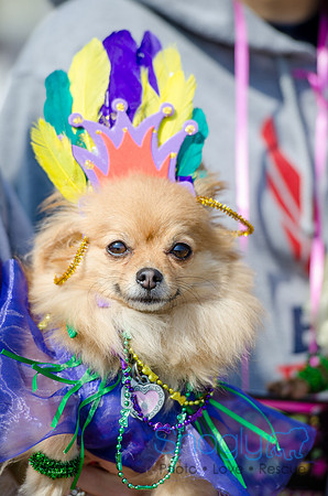 Krewe of Barkus 2012-33