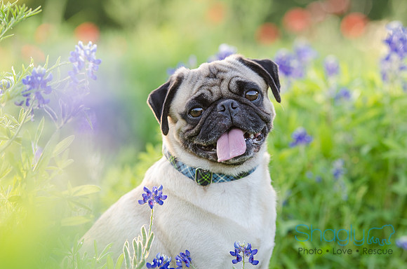 Bluebonnets Pug and Bulldog-27