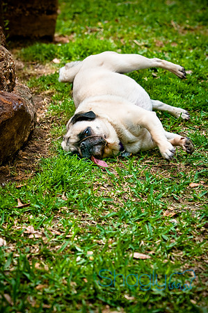 DFW Pug Rescue-75