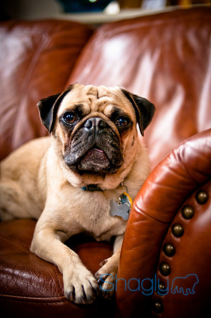 DFW Pug Rescue-135