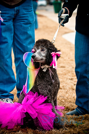 Krewe of Barkus-115