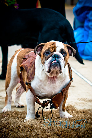 Krewe of Barkus-90