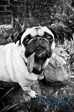 DFW Pug Rescue-20