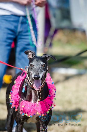 Krewe of Barkus 2012-85