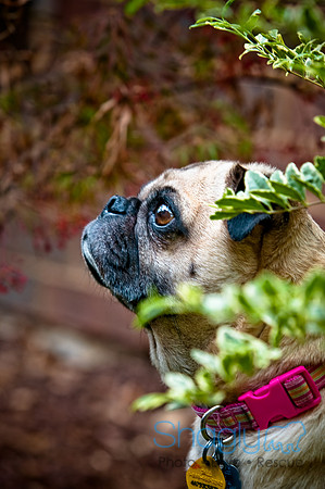 DFW Pug Rescue-85
