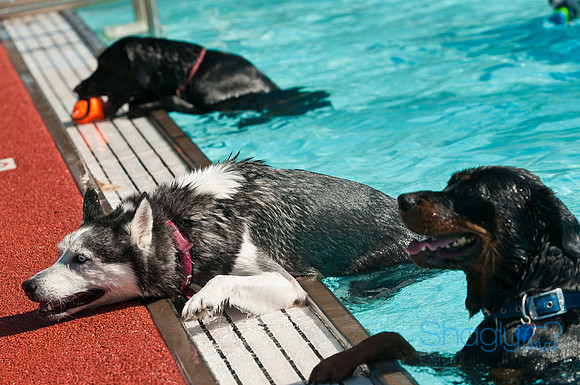 Dog-A-Poolooza-3