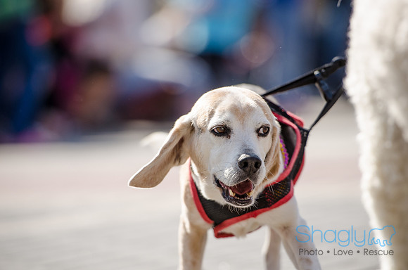 Krewe of Barkus 2012-263