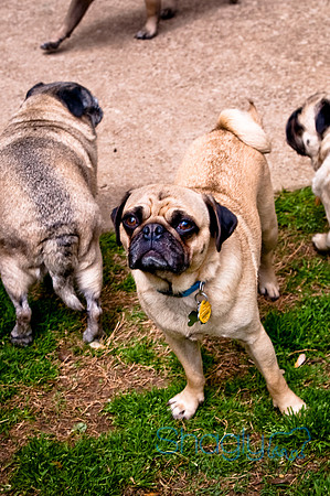DFW Pug Rescue-45