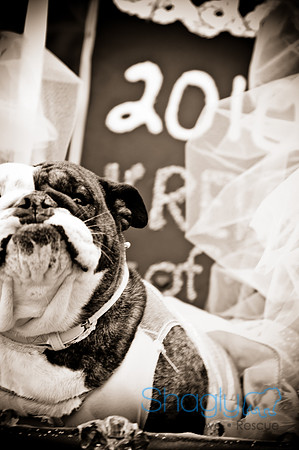 Krewe of Barkus-79