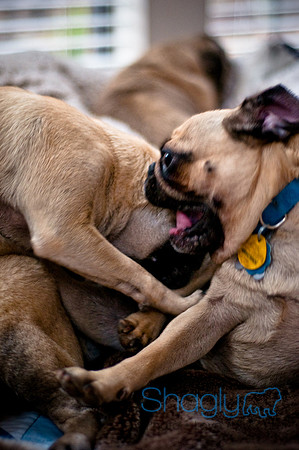 DFW Pug Rescue-138
