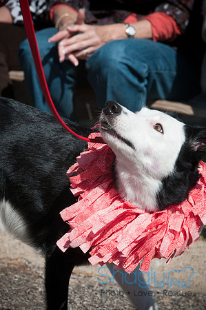 Richardson Pet Day-0293