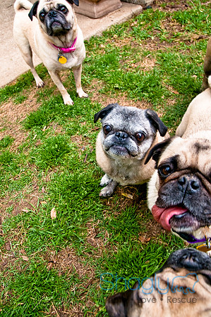 DFW Pug Rescue-108