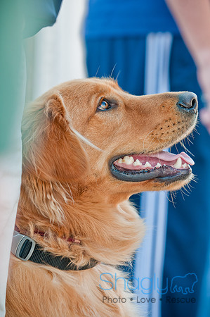 Krewe of Barkus 2011-52