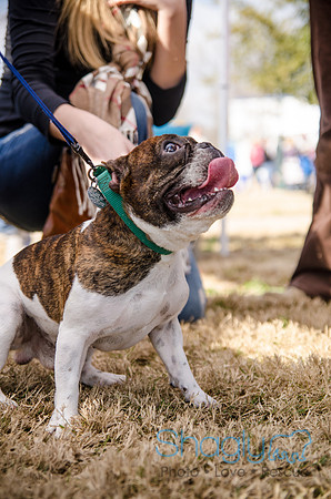 Krewe of Barkus 2012-328