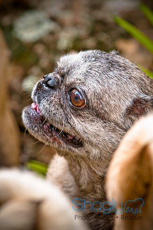 DFW Pug Rescue-92