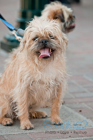 Krewe of Barkus 2011-51