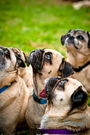 DFW Pug Rescue-87