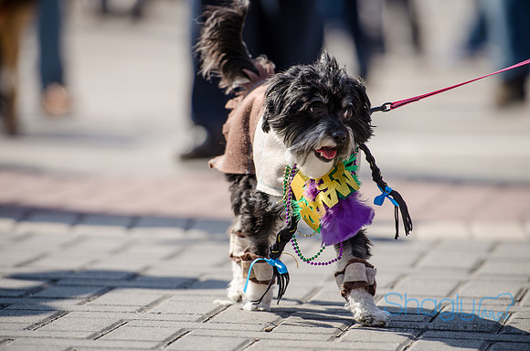 Krewe of Barkus 2012-248