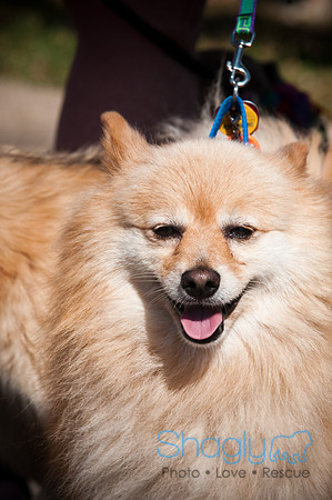 Richardson Pet Day-0150