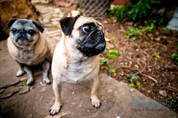 DFW Pug Rescue-39